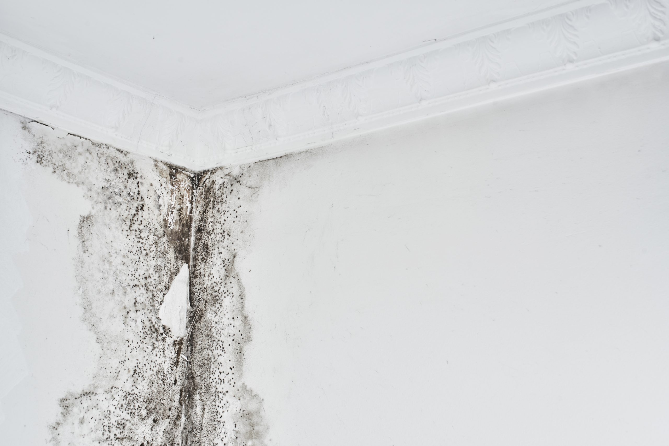 MOLD DAMAGES