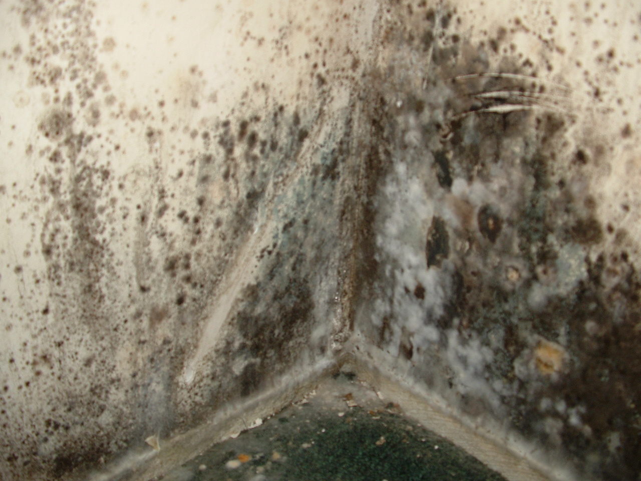 Mold Damage